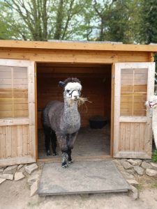 SvenjaWallis_Alpaka_Special__001