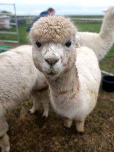 SvenjaWallis_Alpaka_Special__002