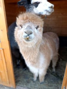 SvenjaWallis_Alpaka_Special__003