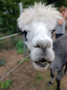 SvenjaWallis_Alpaka_Special__006