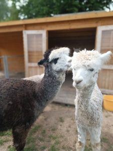 SvenjaWallis_Alpaka_Special__007