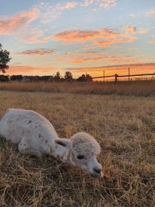 SvenjaWallis_Alpaka_Special__008