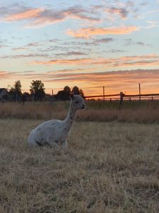 SvenjaWallis_Alpaka_Special__009