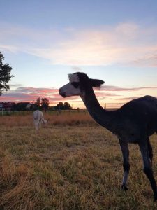 SvenjaWallis_Alpaka_Special__010