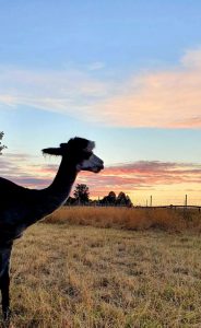 SvenjaWallis_Alpaka_Special__011